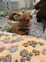 Cinnamon, a female English Bulldog for sale in Orange, CA – 9 of 10
