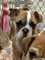 Maya, a male English Bulldog for sale in Orange, CA – 4 of 10