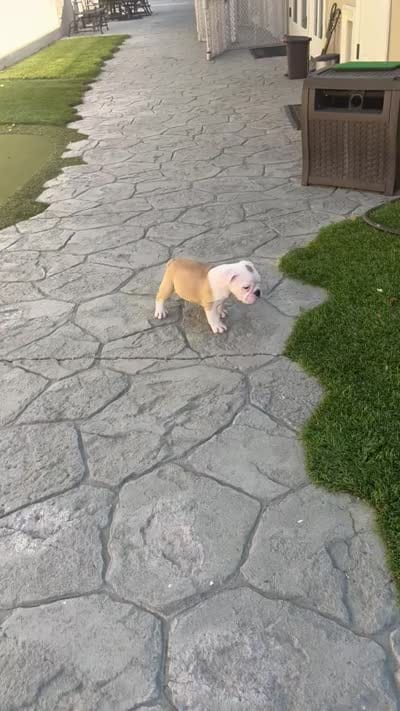 Ziggy, a male English Bulldog for sale in Orange, CA – 7 of 10