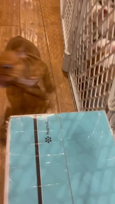 Cinnamon, a female English Bulldog for sale in Orange, CA – 10 of 10