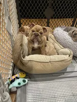 Ash, a male English Bulldog for sale in Orange, CA – 7 of 10