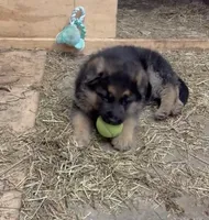 Muffin, a male German Shepherd Dog for sale in Long Grove, IL – Photo 1 of 7