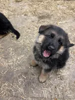 Muffin, a male German Shepherd Dog for sale in Long Grove, IL – Photo 4 of 7