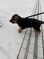 Muffin, a male German Shepherd Dog for sale in Long Grove, IL – Photo 5 of 7