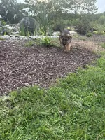 Brownie, a female German Shepherd Dog for sale in Long Grove, IL – 2 of 7