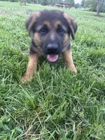 Brownie, a female German Shepherd Dog for sale in Long Grove, IL – 4 of 7