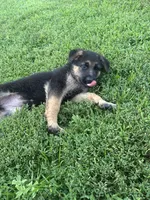 Brownie, a female German Shepherd Dog for sale in Long Grove, IL – 7 of 7