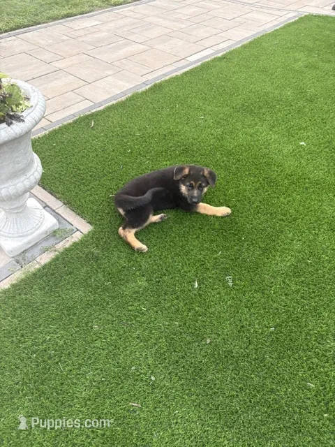 Cookie – German Shepherd Dog puppy for sale in Long Grove, IL