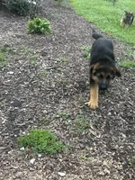 Cookie, a female German Shepherd Dog for sale in Long Grove, IL – 3 of 9