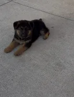 Snowball, a male German Shepherd Dog for sale in Long Grove, IL – 2 of 4