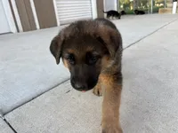 Snowball, a male German Shepherd Dog for sale in Long Grove, IL – 3 of 4
