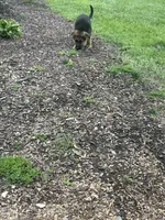 Cookie, a female German Shepherd Dog for sale in Long Grove, IL – 9 of 9