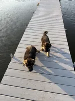 Biscuits , a male German Shepherd Dog for sale in Long Grove, IL – Photo 5 of 5