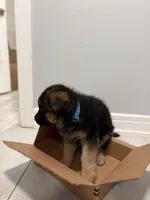 Biscuits , a male German Shepherd Dog for sale in Long Grove, IL – Photo 3 of 5