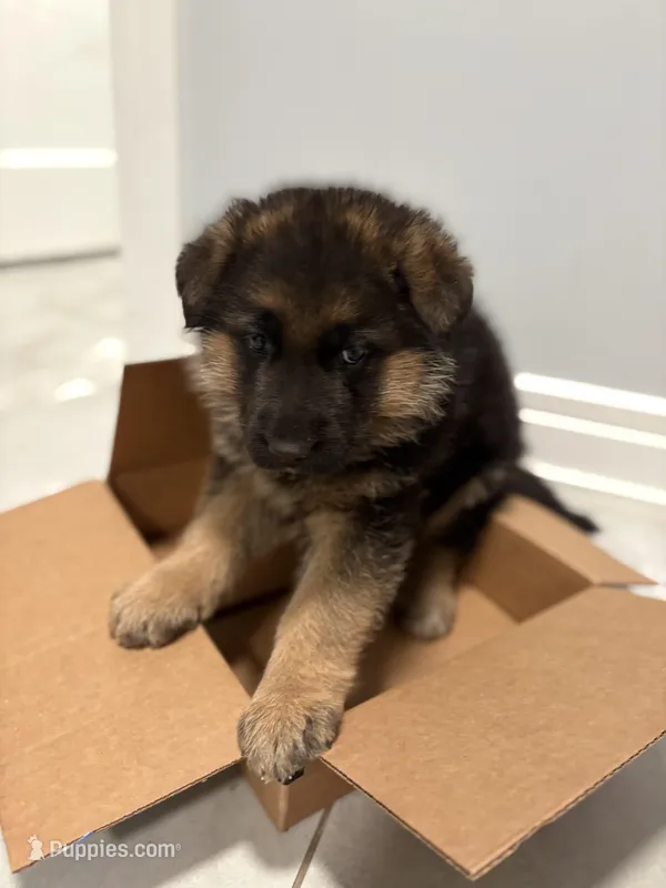 Biscuits  – German Shepherd Dog puppy for sale in Long Grove, IL