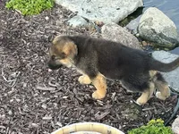 Cookie, a female German Shepherd Dog for sale in Long Grove, IL – 6 of 9
