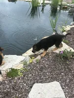 Cookie, a female German Shepherd Dog for sale in Long Grove, IL – 7 of 9