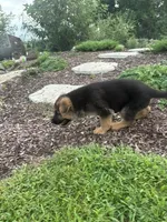 Brownie, a female German Shepherd Dog for sale in Long Grove, IL – 3 of 7