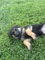 Brownie, a female German Shepherd Dog for sale in Long Grove, IL – 6 of 7