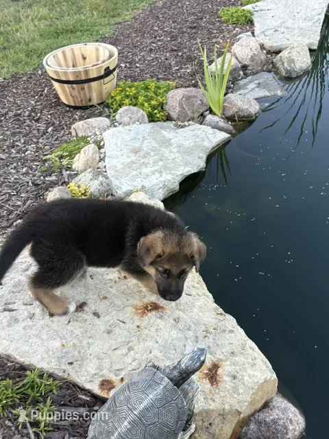 Snowball – German Shepherd Dog puppy for sale in Long Grove, IL
