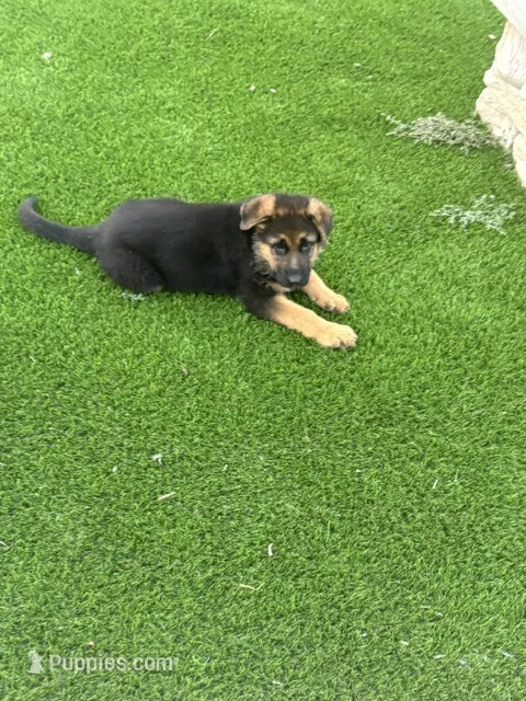 Brownie – German Shepherd Dog puppy for sale in Long Grove, IL