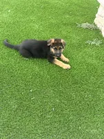 Brownie, a female German Shepherd Dog for sale in Long Grove, IL – 1 of 7