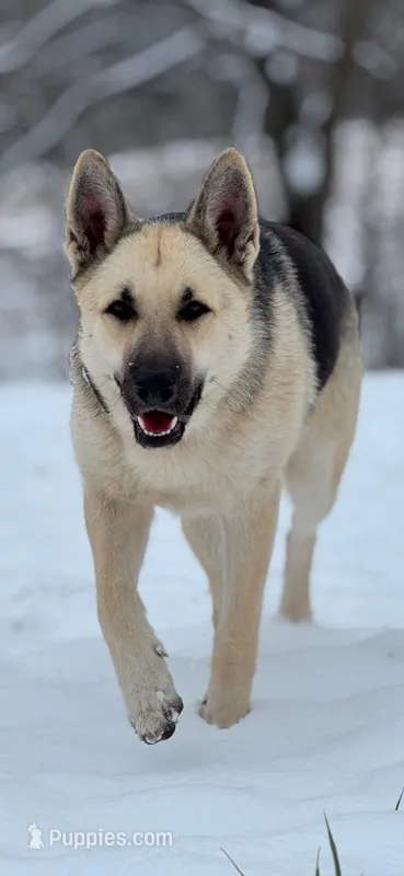 Lucy – German Shepherd Dog puppy for sale in Franklin, TN