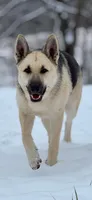 Lucy, a female German Shepherd Dog for sale in Franklin, TN – 1 of 3