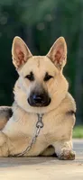 Lucy, a female German Shepherd Dog for sale in Franklin, TN – 3 of 3