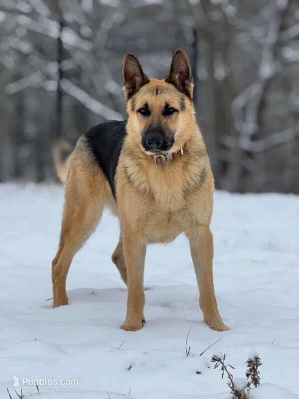 Jordan – German Shepherd Dog puppy for sale in Franklin, TN