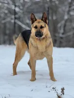 Jordan, a male German Shepherd Dog for sale in Franklin, TN – 1 of 3