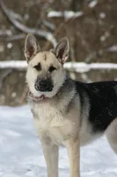 Lucy, a female German Shepherd Dog for sale in Franklin, TN – 2 of 3