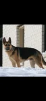 Jordan, a male German Shepherd Dog for sale in Franklin, TN – 3 of 3
