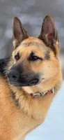 Jordan, a male German Shepherd Dog for sale in Franklin, TN – 2 of 3
