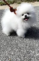 Cutie.  T-Cup" Potty Trained", a male Pomeranian for sale in Sacramento, CA – Photo 6 of 10