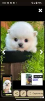 Prince, a female Pomeranian for sale in Sacramento, CA – Photo 2 of 3