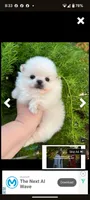 Prince, a female Pomeranian for sale in Sacramento, CA – Photo 3 of 3