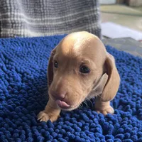 MILO, a male Miniature Dachshund for sale in Gulfport, MS – 9 of 10