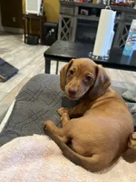 LILY, a female Miniature Dachshund for sale in Gulfport, MS – 10 of 10