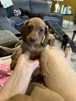 LILY, a female Miniature Dachshund for sale in Gulfport, MS – 3 of 10