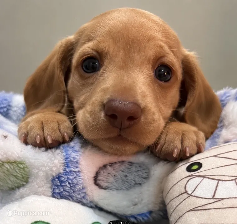 MILO – Miniature Dachshund puppy for sale in Gulfport, MS