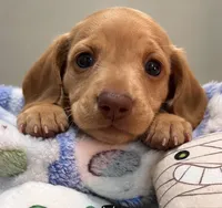 MILO, a male Miniature Dachshund for sale in Gulfport, MS – 1 of 10