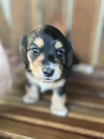 THEO, a male Miniature Dachshund for sale in Gulfport, MS – 1 of 10
