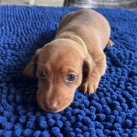 LILY, a female Miniature Dachshund for sale in Gulfport, MS – 6 of 10