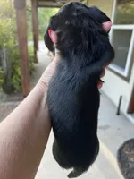 THEO, a male Miniature Dachshund for sale in Gulfport, MS – 10 of 10