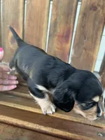 THEO, a male Miniature Dachshund for sale in Gulfport, MS – 5 of 10