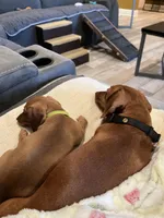LILY, a female Miniature Dachshund for sale in Gulfport, MS – 6 of 10