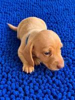 MILO, a male Miniature Dachshund for sale in Gulfport, MS – 10 of 10