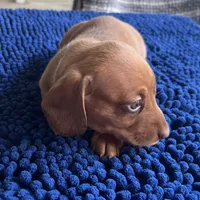 LILY, a female Miniature Dachshund for sale in Gulfport, MS – 4 of 10