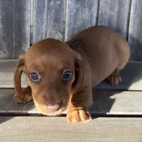 LILY, a female Miniature Dachshund for sale in Gulfport, MS – 9 of 10